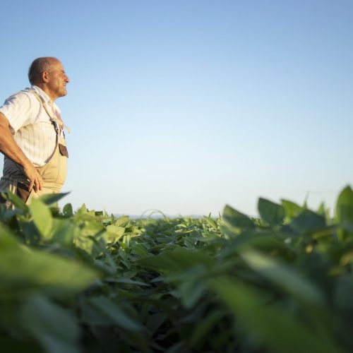 Senior hardworking farmer agronomist in soybean field looking in the distance.